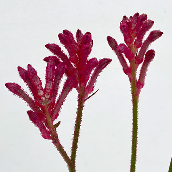 カンガルーポー：ブッシュパール（ピンク）　5号鉢植え