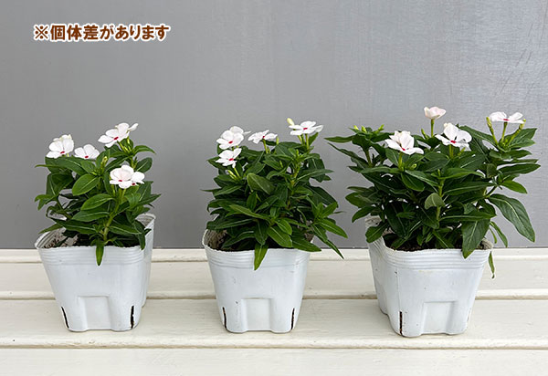 園芸ネット本店｜日々草：うさぎちゃん3～3.5号 3株セット の通販【公式】