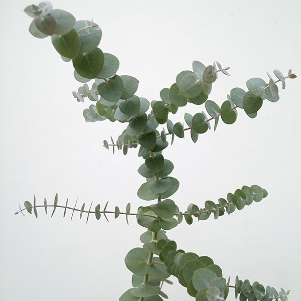 ユーカリ：プルブレンタ（銀世界）6号鉢植え