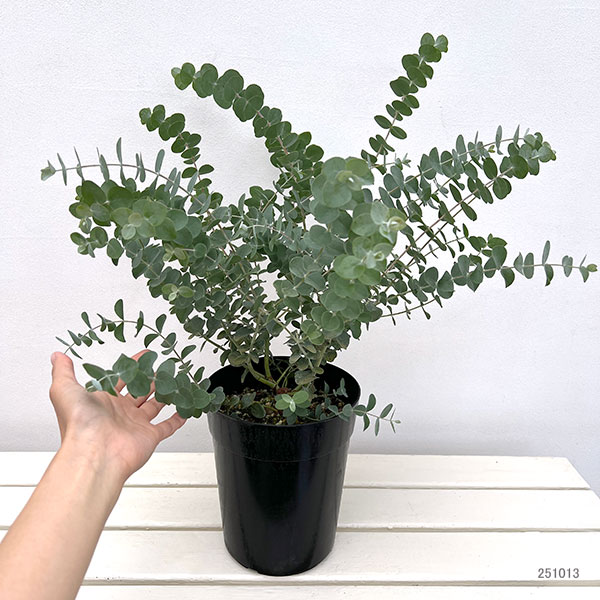 ユーカリ：プルブレンタ（銀世界）6号鉢植え