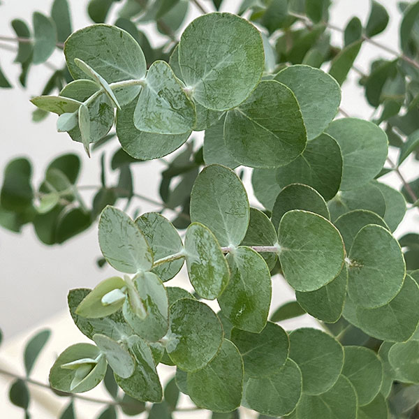 ユーカリ：プルブレンタ（銀世界）6号鉢植え