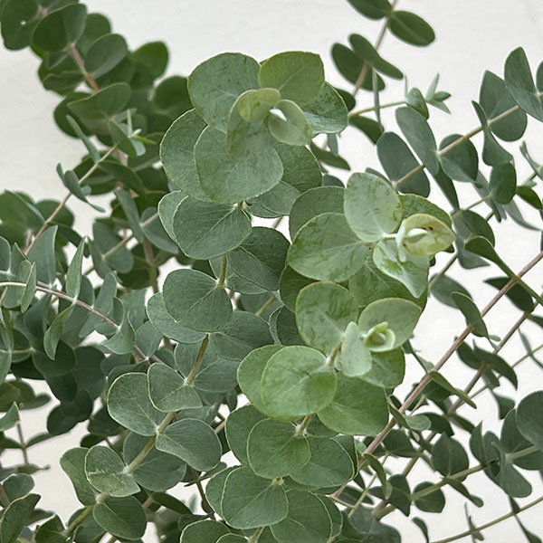 ユーカリ：プルブレンタ（銀世界）6号鉢植え