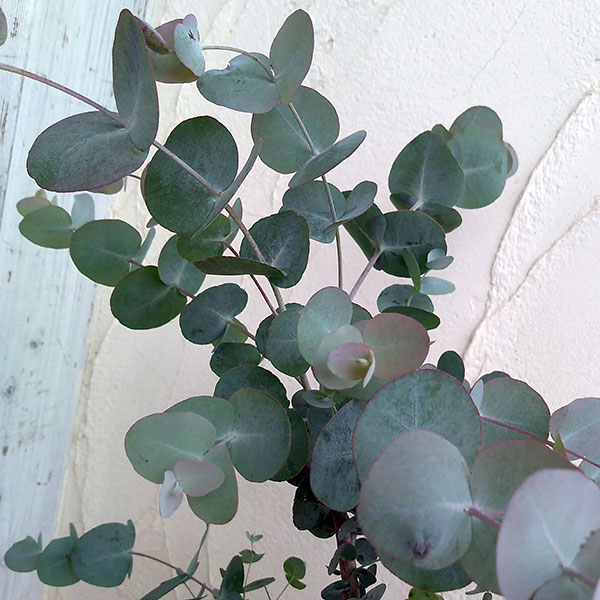ユーカリ：プルブレンタ（銀世界）6号鉢植え