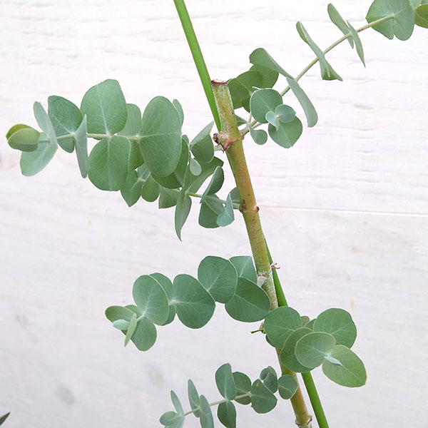 ユーカリ：プルブレンタ（銀世界）6号鉢植え