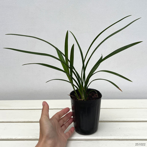 ワラン(和蘭):高砂 2.5‐3号ポット号ポット