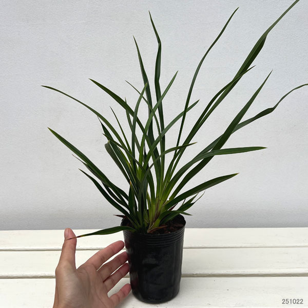 ワラン(和蘭):夕霧 3号ポット