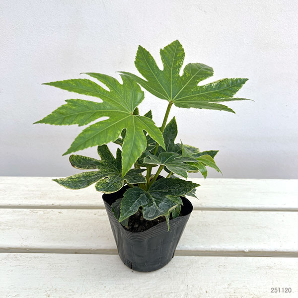 ヤツデ：スパイダー(紬絞り）3.5号ポット