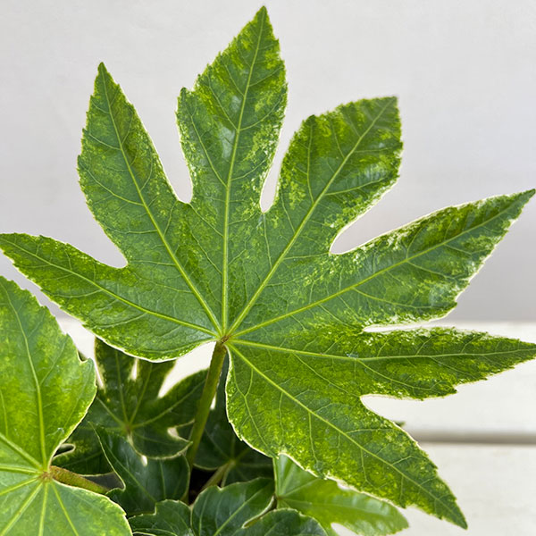 ヤツデ：スパイダー(紬絞り）3.5号ポット