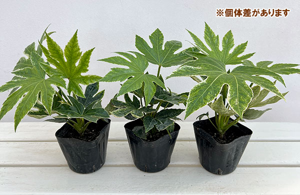 ヤツデ：スパイダー(紬絞り）3.5号ポット