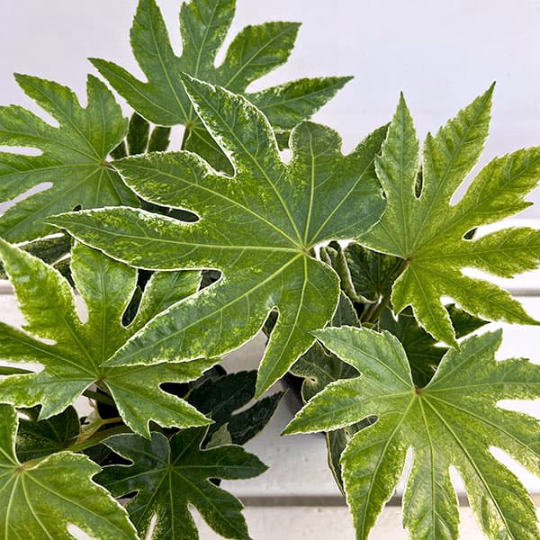 ヤツデ：スパイダー(紬絞り）3.5号ポット