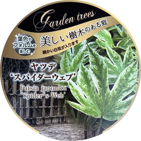 ヤツデ：スパイダー(紬絞り）3.5号ポット