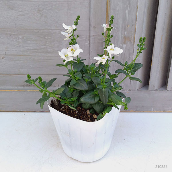 ディアスシア：ダーラ　ホワイト3.5号ポット 6株セット