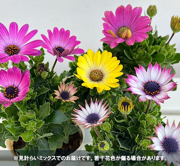 オステオスペルマム:ミスティ花色ミックス3号ポット 4株セット