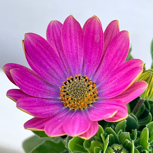 オステオスペルマム:ミスティ花色ミックス3号ポット 4株セット