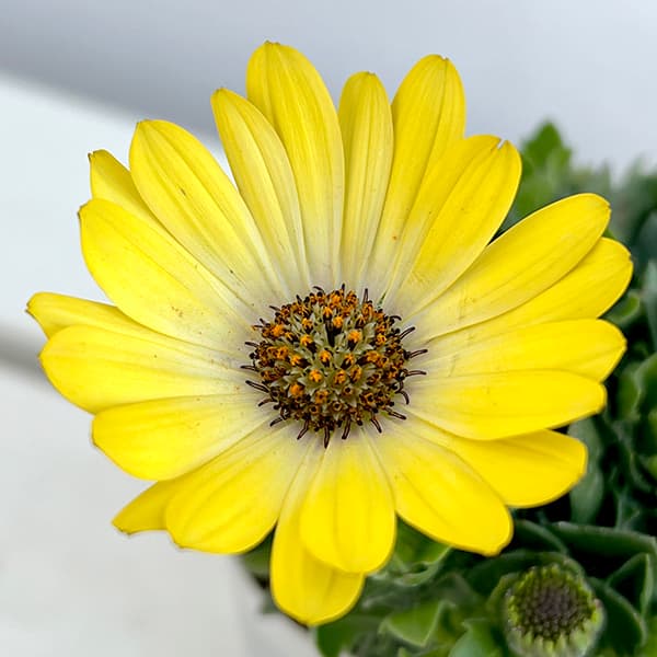 オステオスペルマム:ミスティ花色ミックス3号ポット 4株セット