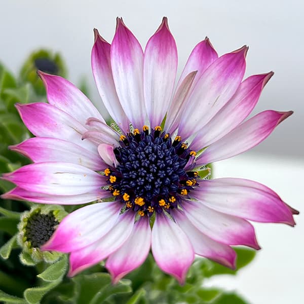 オステオスペルマム:ミスティ花色ミックス3号ポット 4株セット