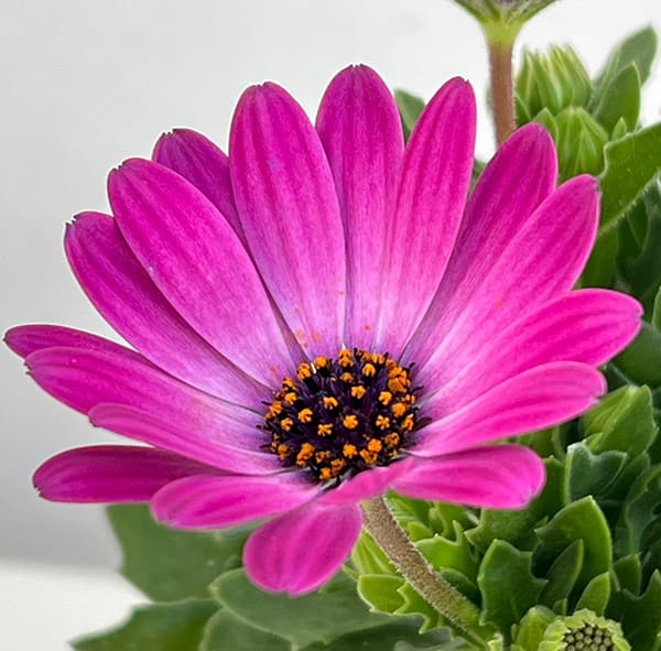 オステオスペルマム:ミスティ花色ミックス3号ポット 4株セット