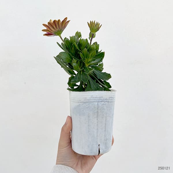 オステオスペルマム:ミスティ花色ミックス3号ポット 4株セット