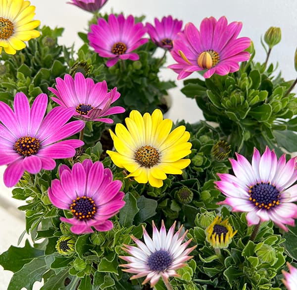 オステオスペルマム:ミスティ花色ミックス3号ポット 4株セット