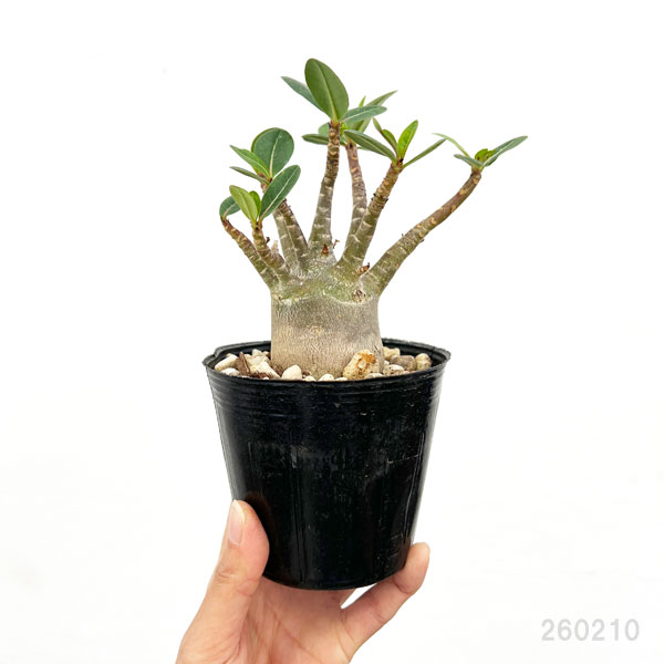 アデニウム（実生株）　3.5号ポット