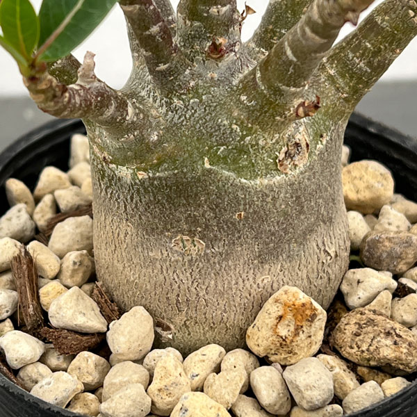 アデニウム（実生株）　3.5号ポット