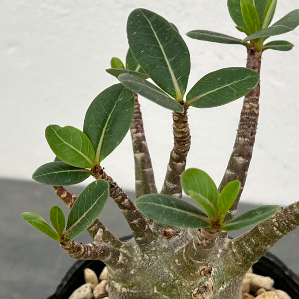 アデニウム（実生株）　3.5号ポット