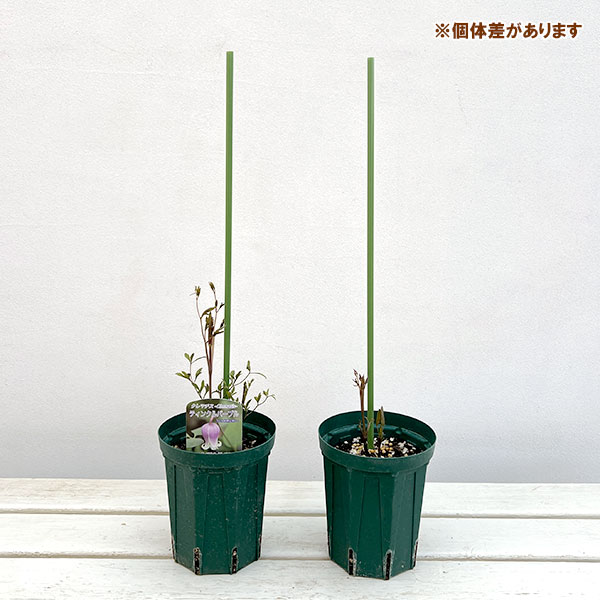 クレマチス：ティンクルパープル4号ポット（ヴィオルナ系）