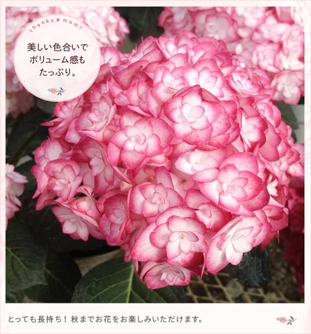 園芸ネット本店｜[2017年母の日ギフト][予約]アジサイ：SAORI5号鉢植え