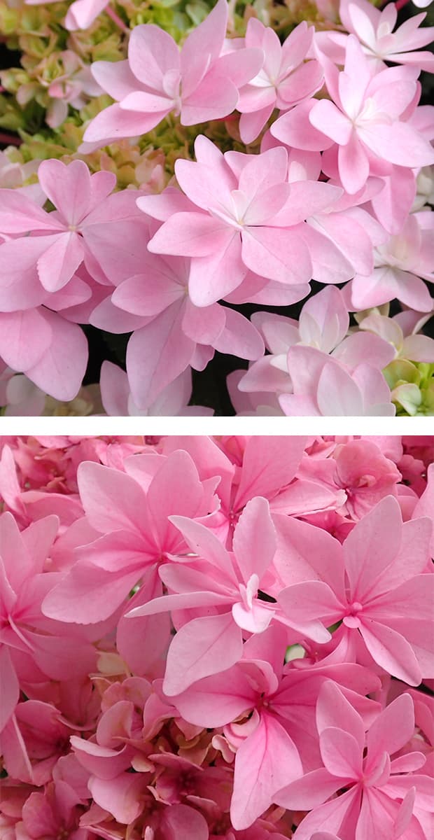 園芸ネット本店｜[送料無料][2019年母の日ギフト][予約] アジサイ：歌