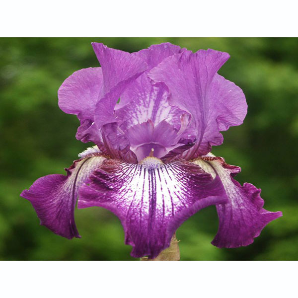 ジャーマンアイリス：カラフル9種セットB