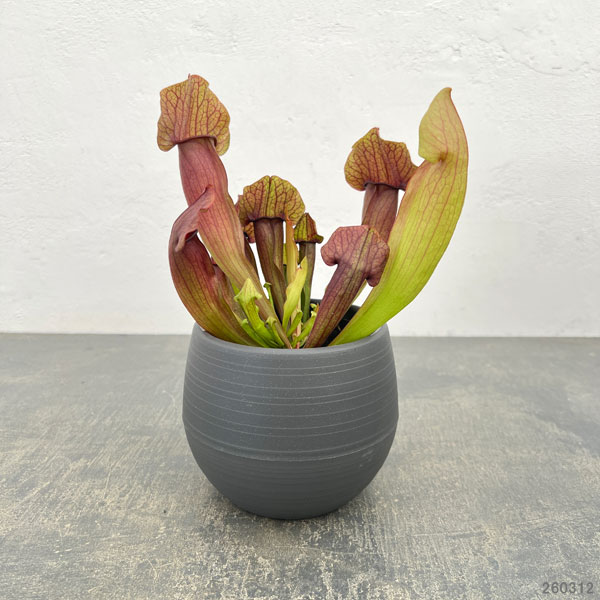 サラセニア：マルーン4.5号鉢植え