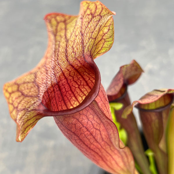 サラセニア：マルーン4.5号鉢植え