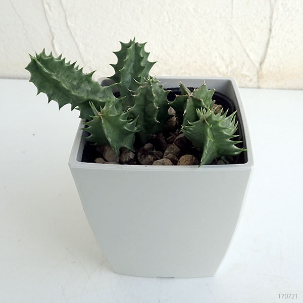 フェルニア:ゼブリナ 3号鉢植え