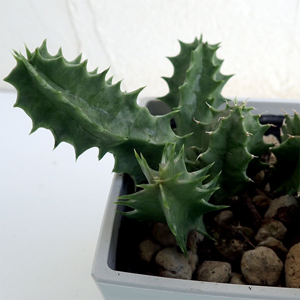 フェルニア:ゼブリナ 3号鉢植え