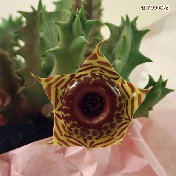 フェルニア:ゼブリナ 3号鉢植え