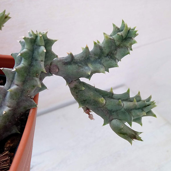 フェルニア:ゼブリナ 3号鉢植え