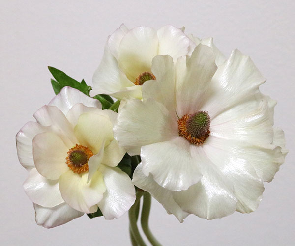 ラナンキュラス：ラックス　ケラモス3.5-4号ポット