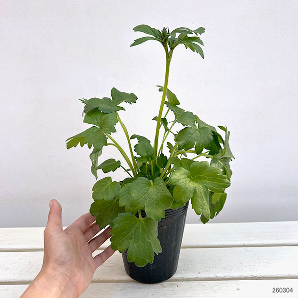 ラナンキュラス：ラックス　ケラモス3.5-4号ポット