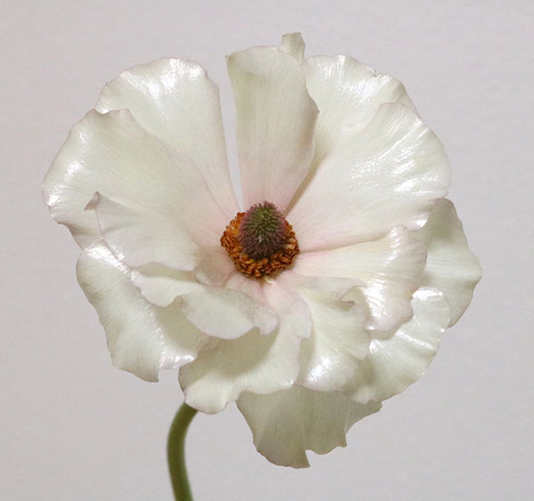 ラナンキュラス：ラックス　ケラモス3.5-4号ポット