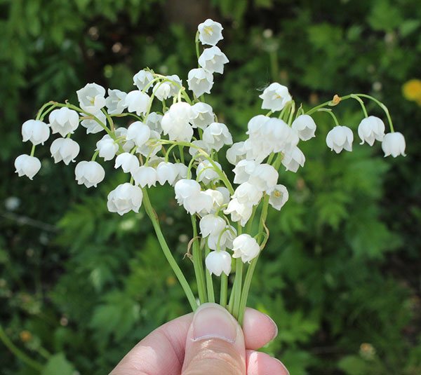 日本スズラン2株植え3.5号ポット