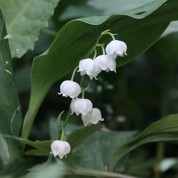 日本スズラン2株植え3.5号ポット