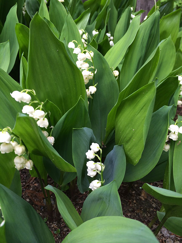 日本スズラン2株植え3.5号ポット