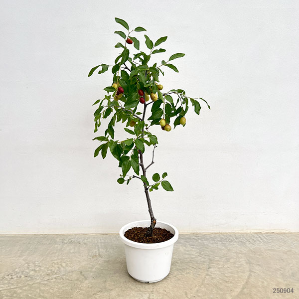 ナツメ7号鉢植え[実付き]