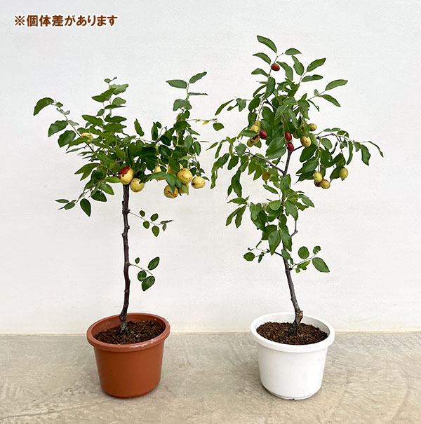 ナツメ7号鉢植え[実付き]