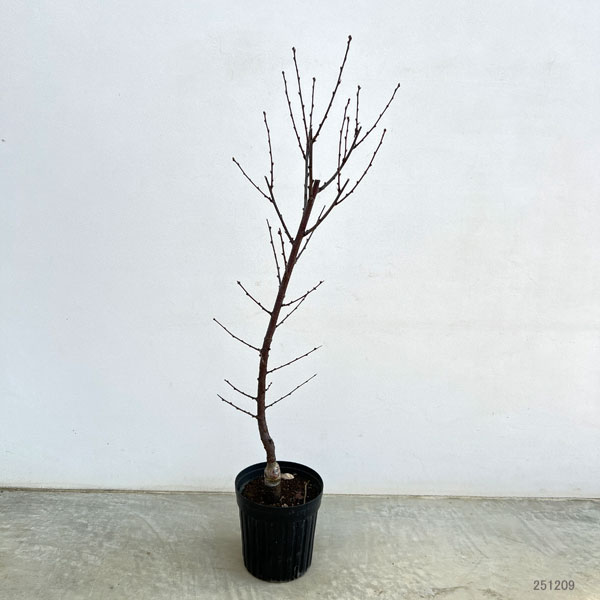 ユスラウメ:紅花赤実6号ポット