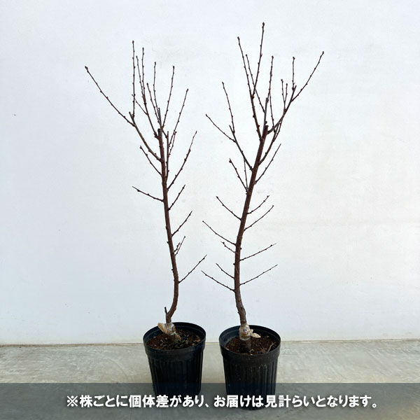 ユスラウメ:紅花赤実6号ポット