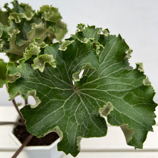 ツワブキ：大獅子5号鉢植え