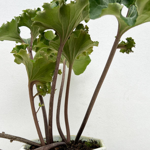 ツワブキ：大獅子5号鉢植え