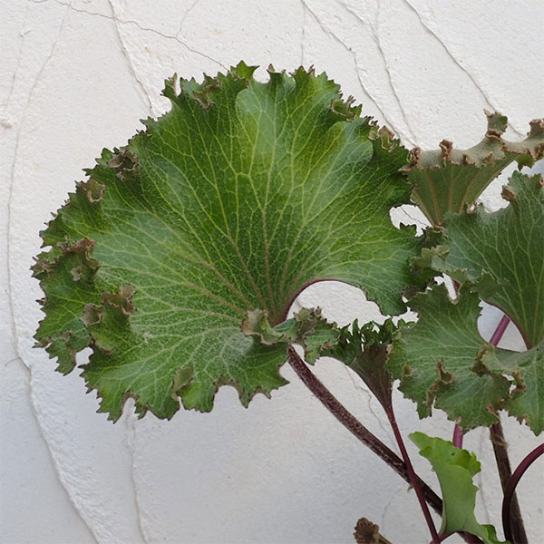 ツワブキ：大獅子5号鉢植え
