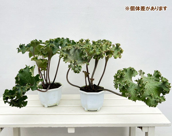 ツワブキ：大獅子5号鉢植え